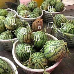 娱乐吃瓜八瓜,吃瓜八瓜，一网打尽明星幕后故事